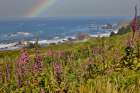 USA, Oregon. Pacific coastline Boardman State Scenic Corridor rainbow landscape with Foxglove. Art Print
